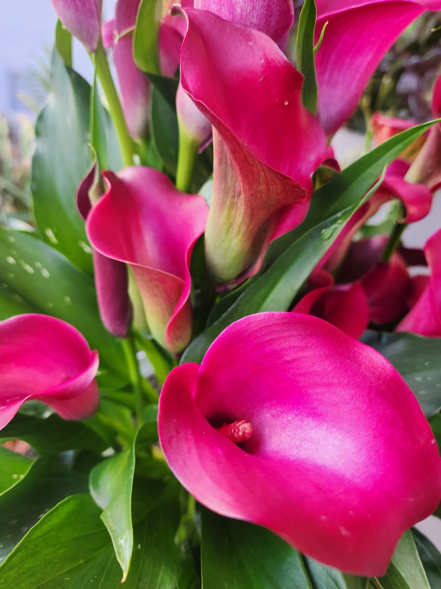 Friends, flowers, and a fire pit! Husband pulled off a neighborhood early birthday surprise party, and this morning I'm feeling especially grateful for a life partner who gets me and a new community that has welcomed me fully 💕