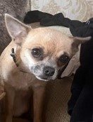 #LOST #DOG BABY Young Adult #Female #Chihuahua Sandy #Missing from Hilltop House Ham Hill #StokeSubHamdon #TA14 South West Thursday 11th April 2024 #DogLostUK #Lostdog #ScanMe doglost.co.uk/dog/191620