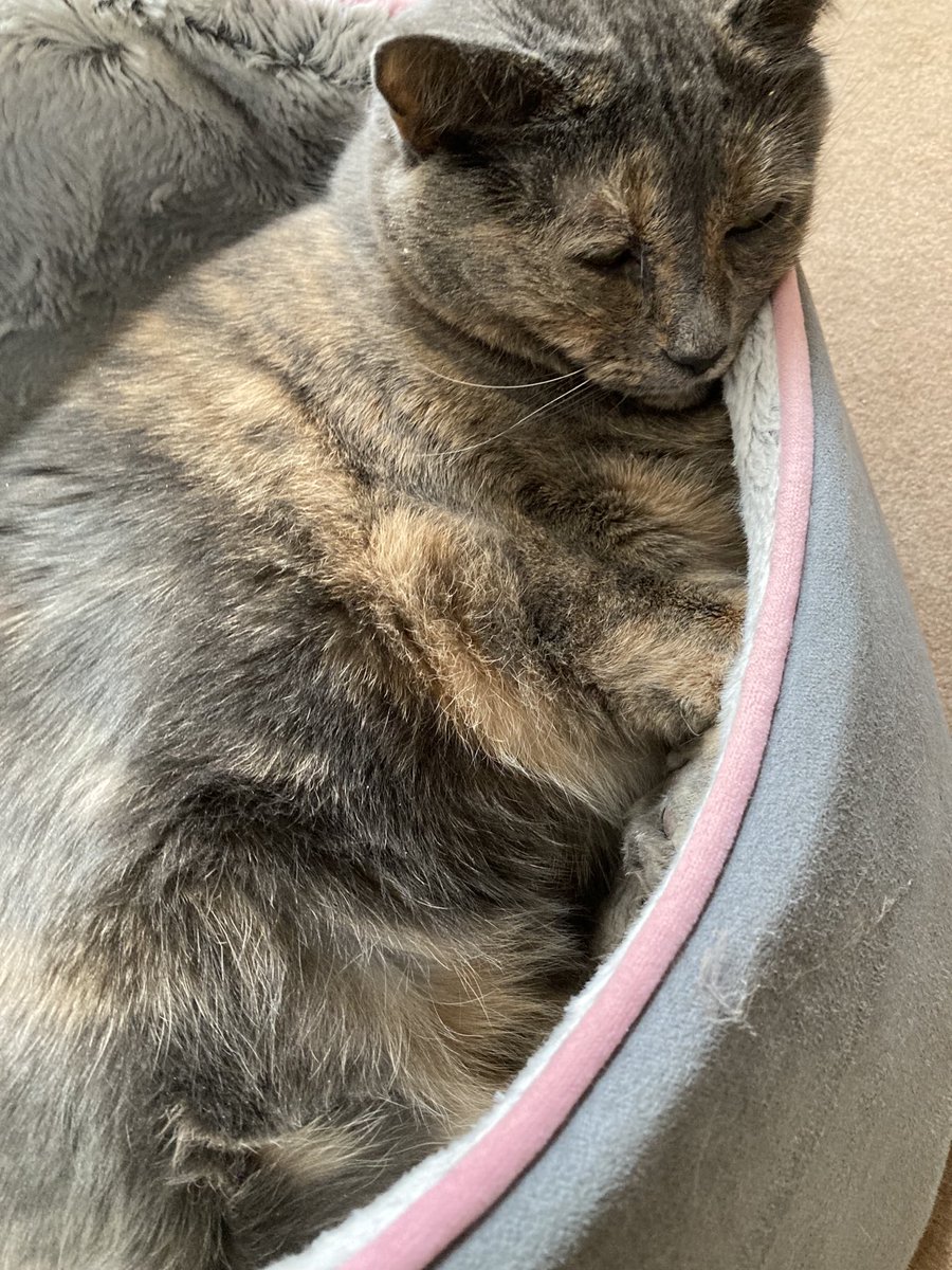 JoyceCarolOates's tweet photo. This kitty was fat-shamed by someone we’d thought was a friend. Devastated. #Don’tDoThisToYourPet https://t.co/oSml2rQjIa