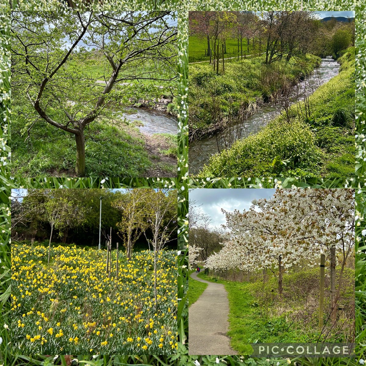On my walk this morning in Braidburn Valley Park, cold, windy but dry. Plum tree blossom and daffodils aplenty. #MondayMotivation #Nature