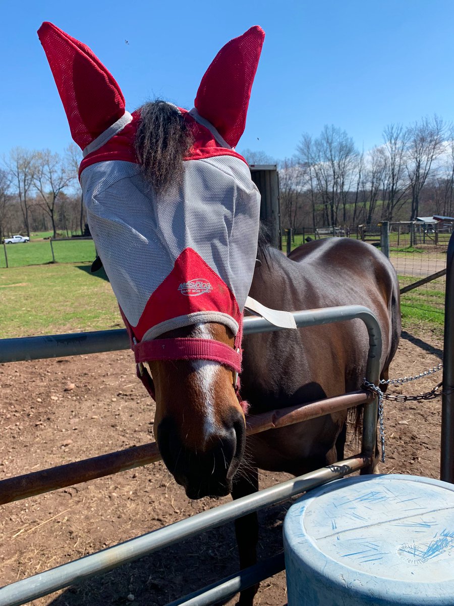 That feeling you get when your 3yr old baby knickers to you and comes to the gate when you call him 😭ORION’S WAY I Love You! The Sweet Potato is learning so much and is a very happy boy🧡 #LiamsMap #OTTB #FutureHunter Fly masks on, soon fly sheets/boots warm weather finally💜