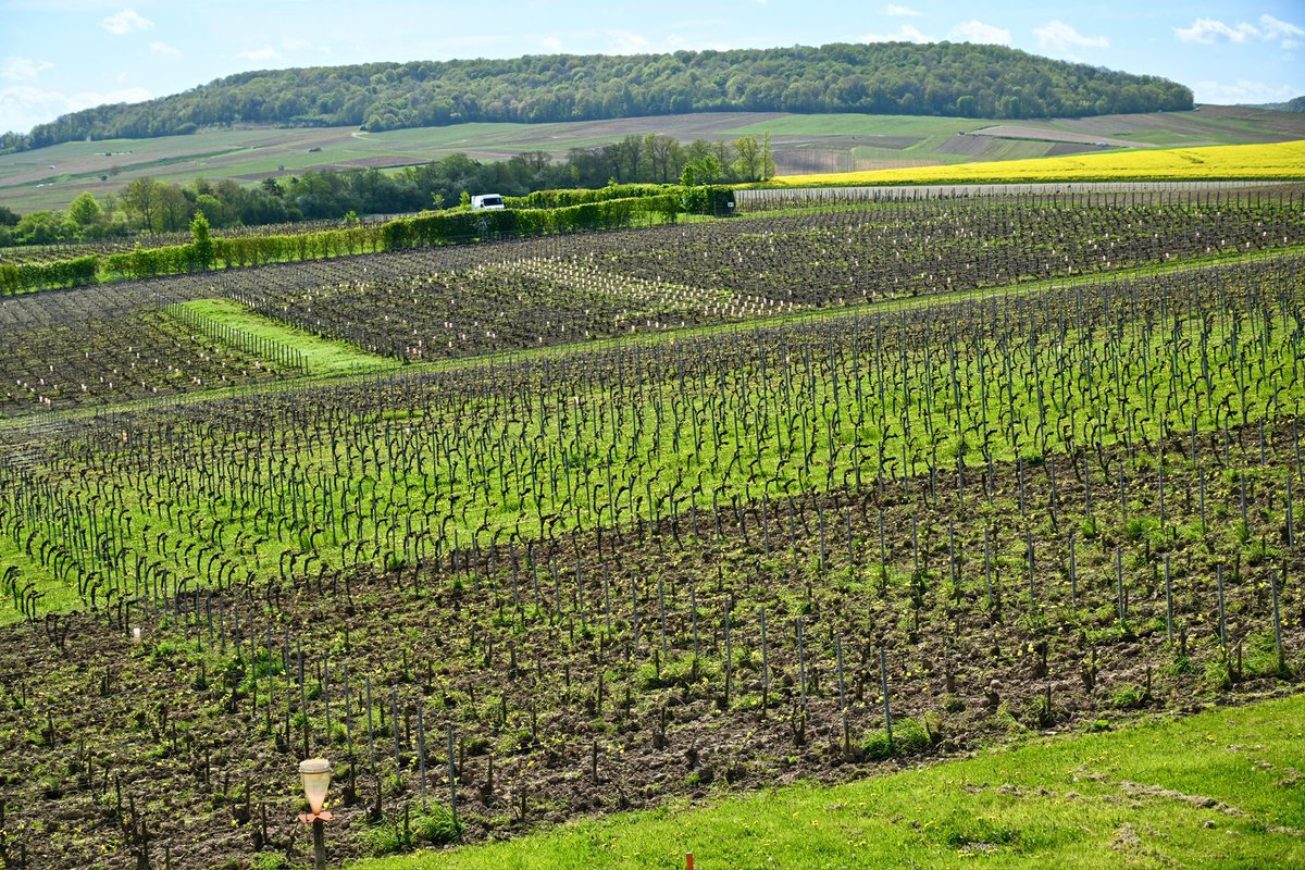 Franck LEROY tweet media