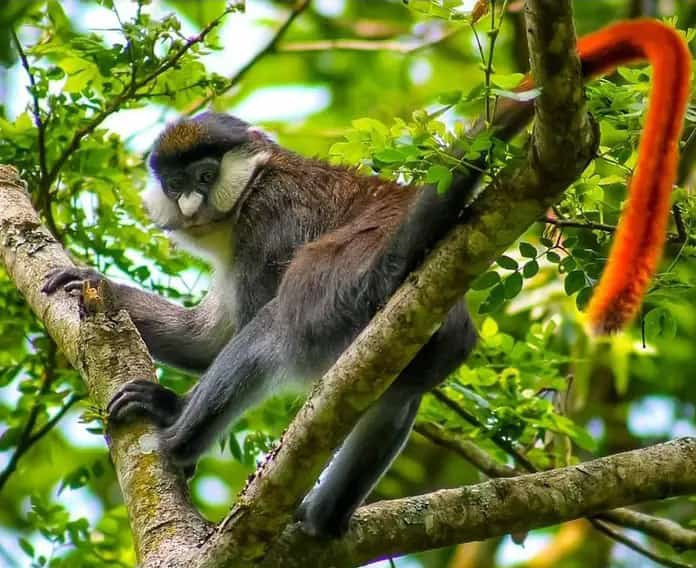 Red Tailed Monkey (Cercopithecus ascanius) typical with its unique facial marks easily sightable in the Albertine Rift Forest jungles of Africa worth exploring on primate treks Though often travelers focus on Mountain Gorilla, Chimpanzees &amp; Golden Monkeys
