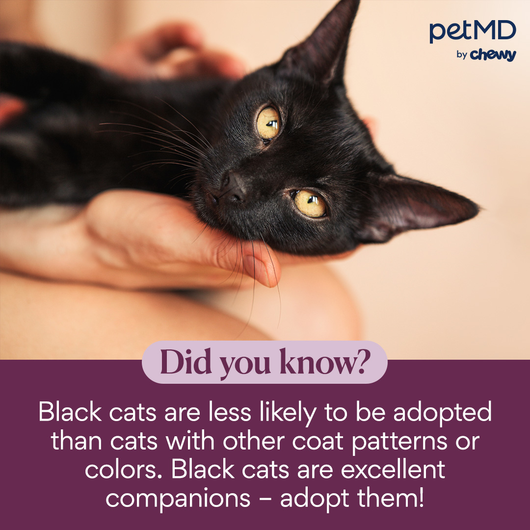 Studies show that black cats are less likely to be adopted than cats with other coat patterns and colors.