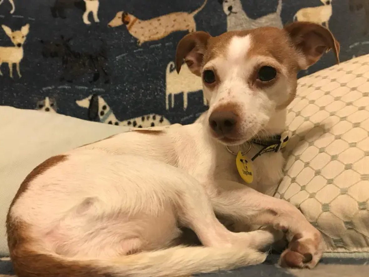 Meet Wig, a gorgeous little Chihuahua, Jack Russell Cross. This sensitive soul adores a fuss and loves to keep her nose busy with puzzle games. She would like to continue her confidence and training in her new home💛 @DT_MANCHESTER📍 bit.ly/3VWC6Jf