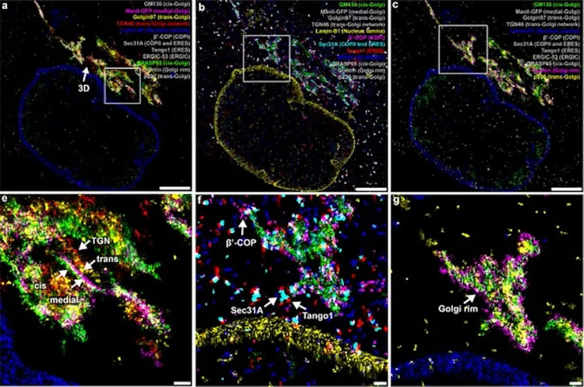 A @YaleCellBio research team says its new #microscopy technique, FLASH-PAINT, allows scientists to track many #molecules within a #cell at once in super-resolution. Authors say FLASH-PAINT is 100x faster than current techniques at a fraction of the #cost: brnw.ch/21wIPzo