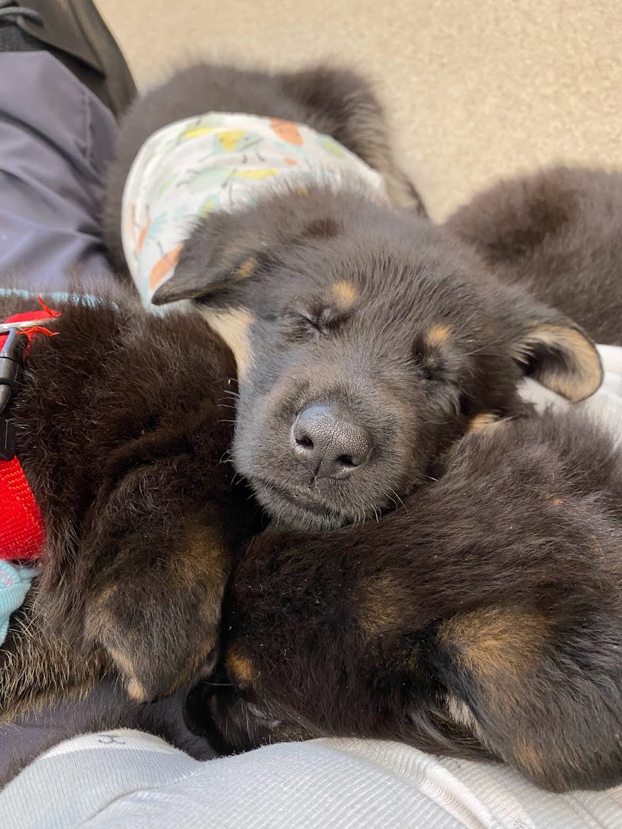 Fidelco Guide Dog Foundation partners people who are blind with expertly bred and trained German Shepherd guide dogs, providing all clients with increased independence to improve their lives and the world around them. VD: 5.5-week-old pups sleeping on top of each other.