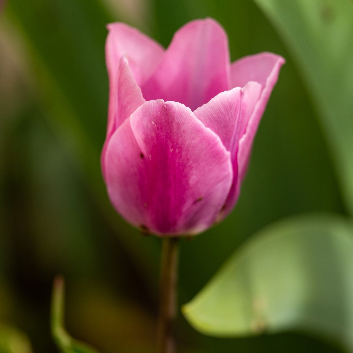 Spring gracefully sprung at #WNMU only to be momentarily interrupted by a brief winter interlude. But just as quickly as winter appeared, spring has sprung once again, painting campus with renewed energy and vibrancy. 🌼🌸