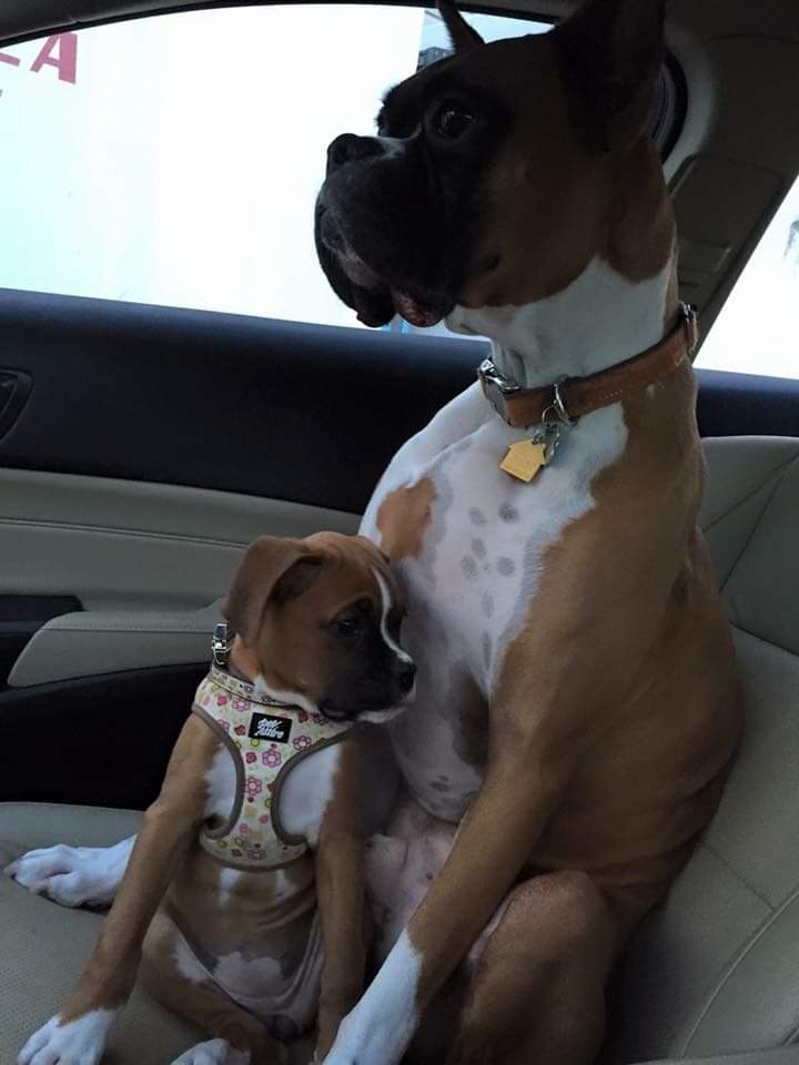 follow along for her journey Join Boxer Family @boxer_universe_ Featuringnicmorva on tt~ double tap #boxerdog #boxer #boxer_universe_ #boxersofinstagram #boxerlove #boxergram #boxerpuppy