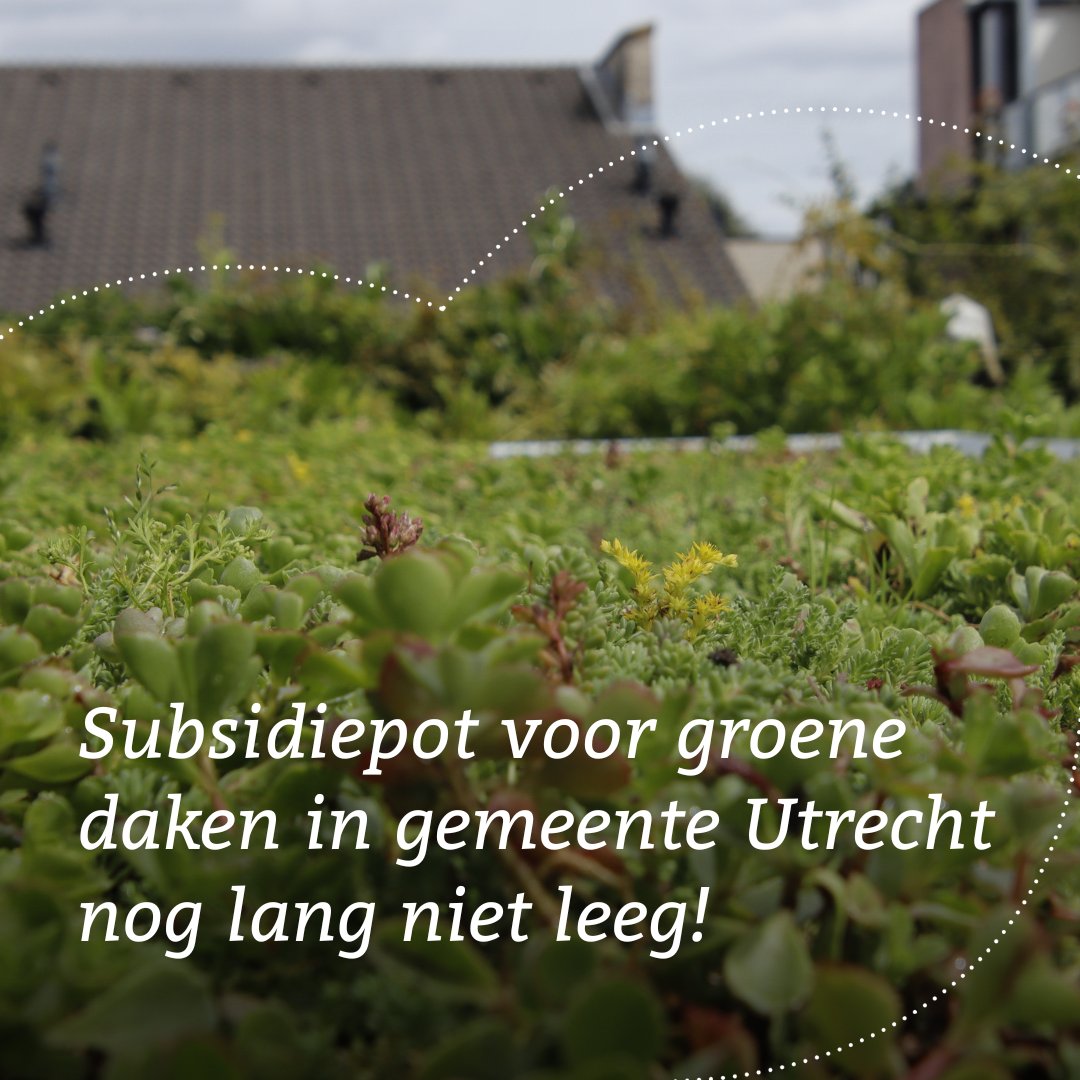 💰 Subsidiepot voor groene daken in gemeente Utrecht nog lang niet leeg! Lees het artikel van het AD of ga direct naar de collective inkoopactie voor duurzame daken waarbij de subsidie verrekend is: bit.ly/4cYS6AM

ad.nl/utrecht/subsid…

Foto credit: Femke van Ooijen