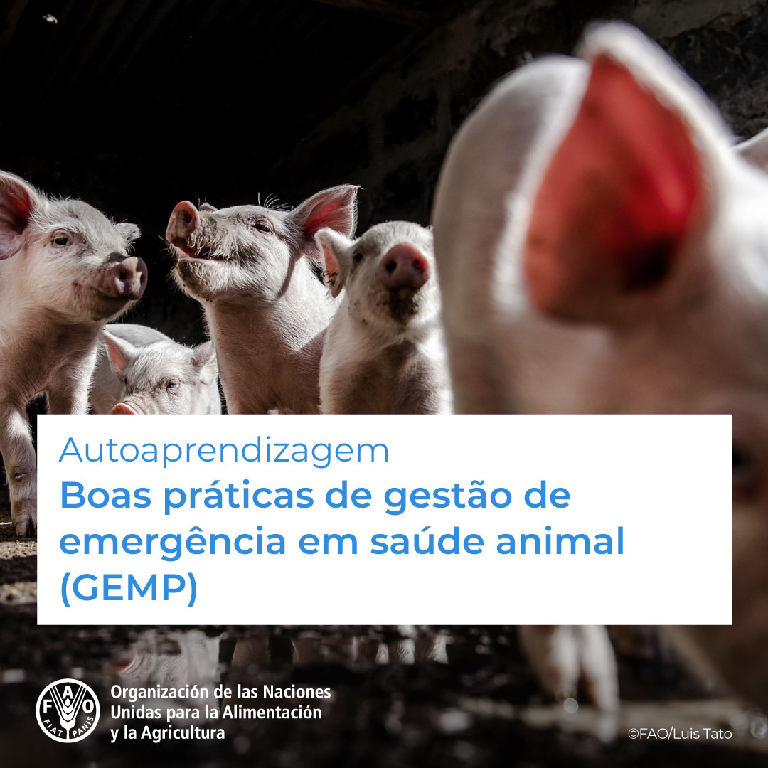 🎓 Curso GRATUITO da @FAOCampus! 🐷 🐮 🐑 Boas práticas de gestão de emergências em saúde animal #GEMP Para melhorar as respostas dos serviços veterinários às emergências. Apoio @USAID Inscreva-se agora! ➡️ bit.ly/3vp3tOv