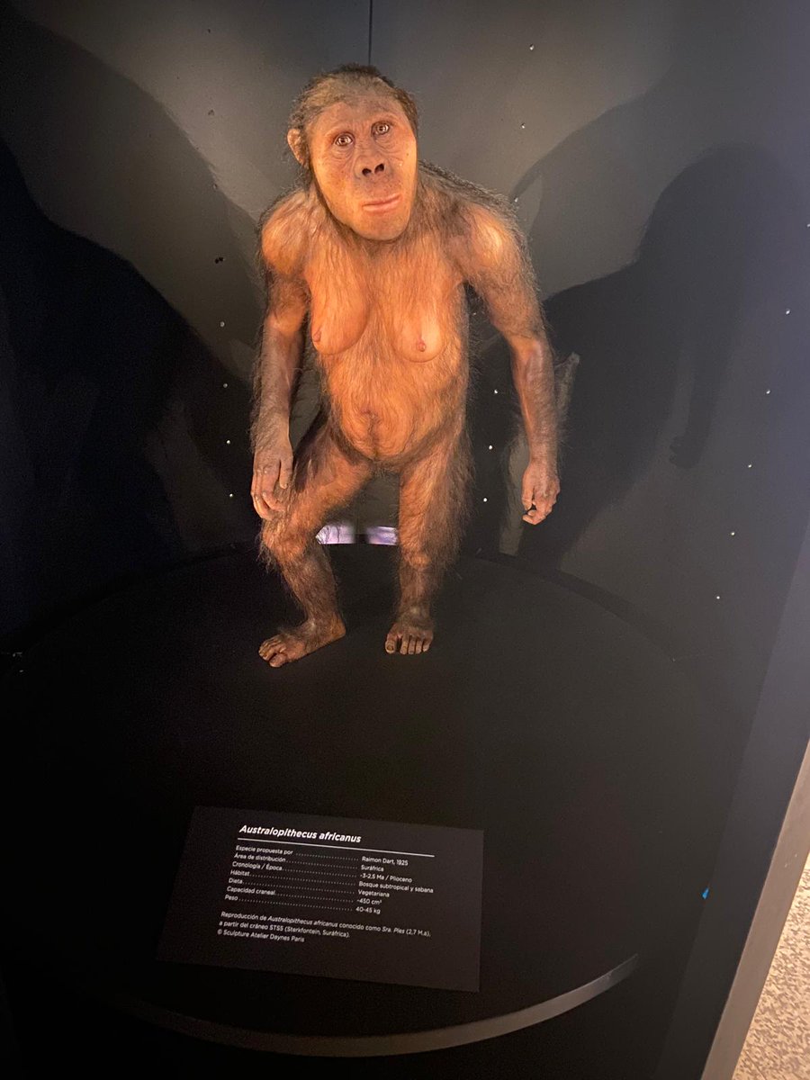 Patriciahg03's tweet photo. Viaje por los antecesores, donde observamos la evolución que ha tenido la especie humana.
🧍Las representaciones son de Australopithecus, Paranthropus, homo ergaster yHomo heilderbergensis. 
#AprendizajeCCSS #HistoriaEUMZA #fatapuerca https://t.co/bcNMvTKvVu