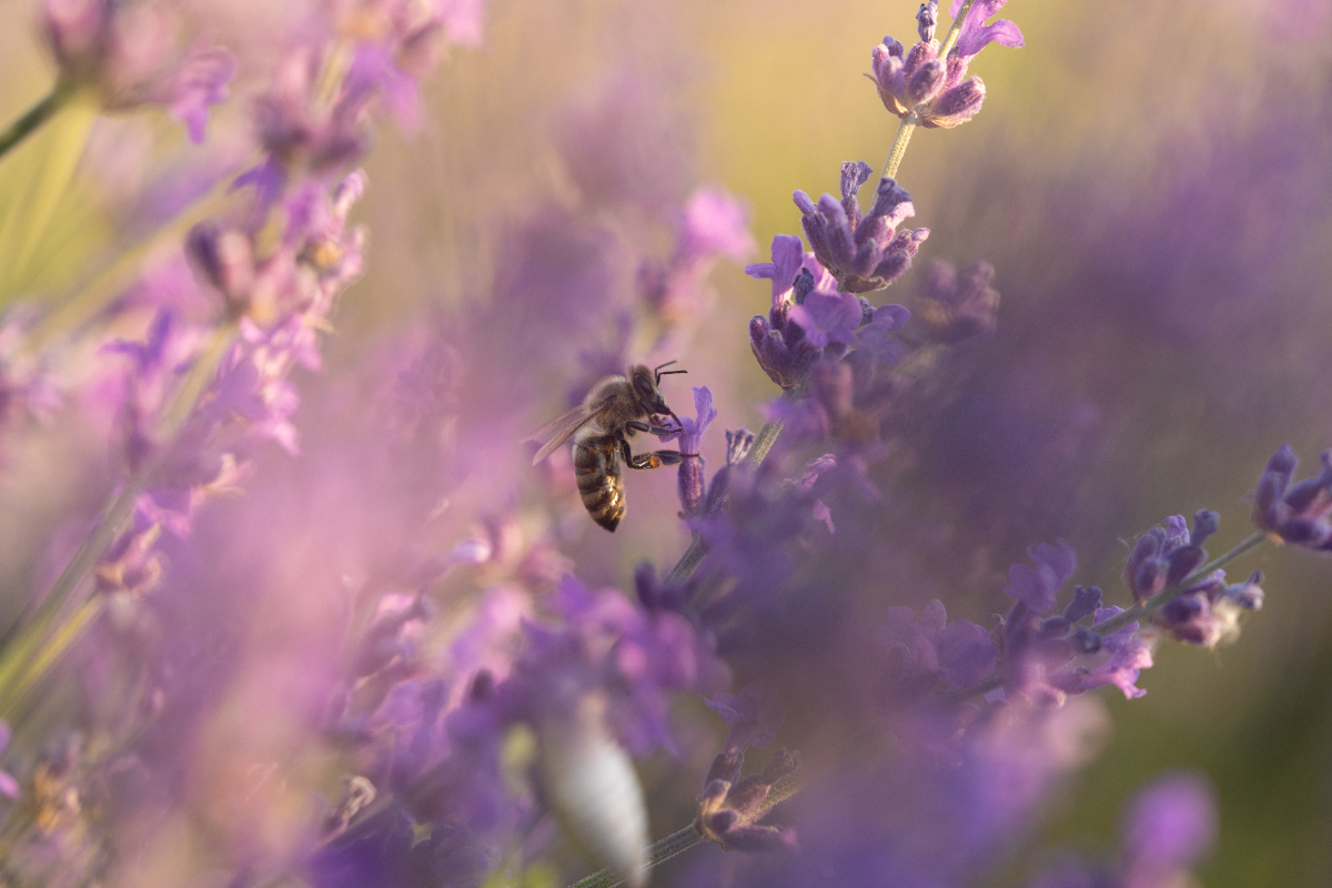 Vandaag start de Nationale Bijentelling. 💛 Tot en met woensdag 24 april kun je bijen tellen. Tel je een halfuurtje mee? Bijvoorbeeld in je eigen tuin, het park of op het schoolplein! Meld je aan via bit.ly/3Q3TSH3 🐝🐝🐝🐝🐝