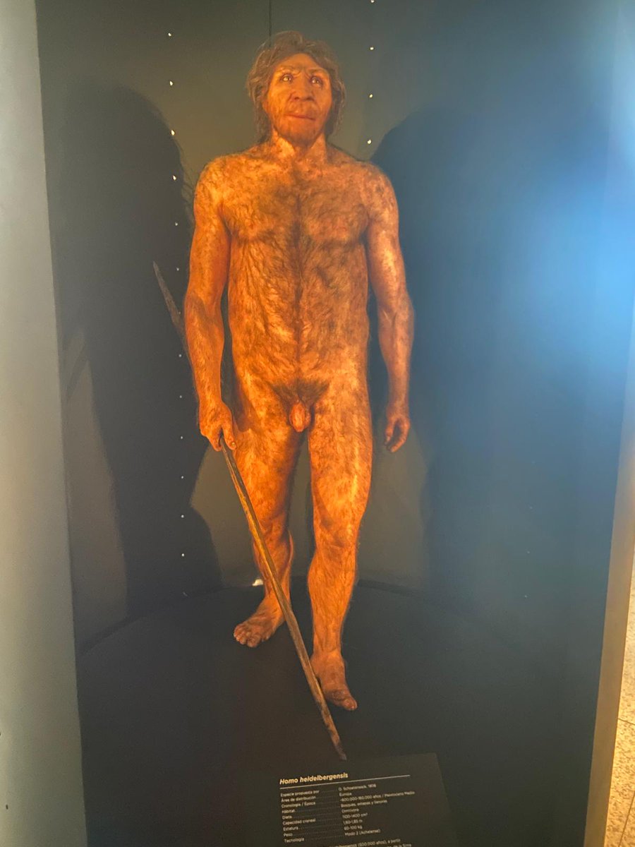Patriciahg03's tweet photo. Viaje por los antecesores, donde observamos la evolución que ha tenido la especie humana.
🧍Las representaciones son de Australopithecus, Paranthropus, homo ergaster yHomo heilderbergensis. 
#AprendizajeCCSS #HistoriaEUMZA #fatapuerca https://t.co/bcNMvTKvVu