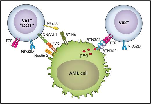 Delta One T cells recognize AML via DNAM-1
ow.ly/Pn5v50RepVx #immunobiologyandimmunotherapy