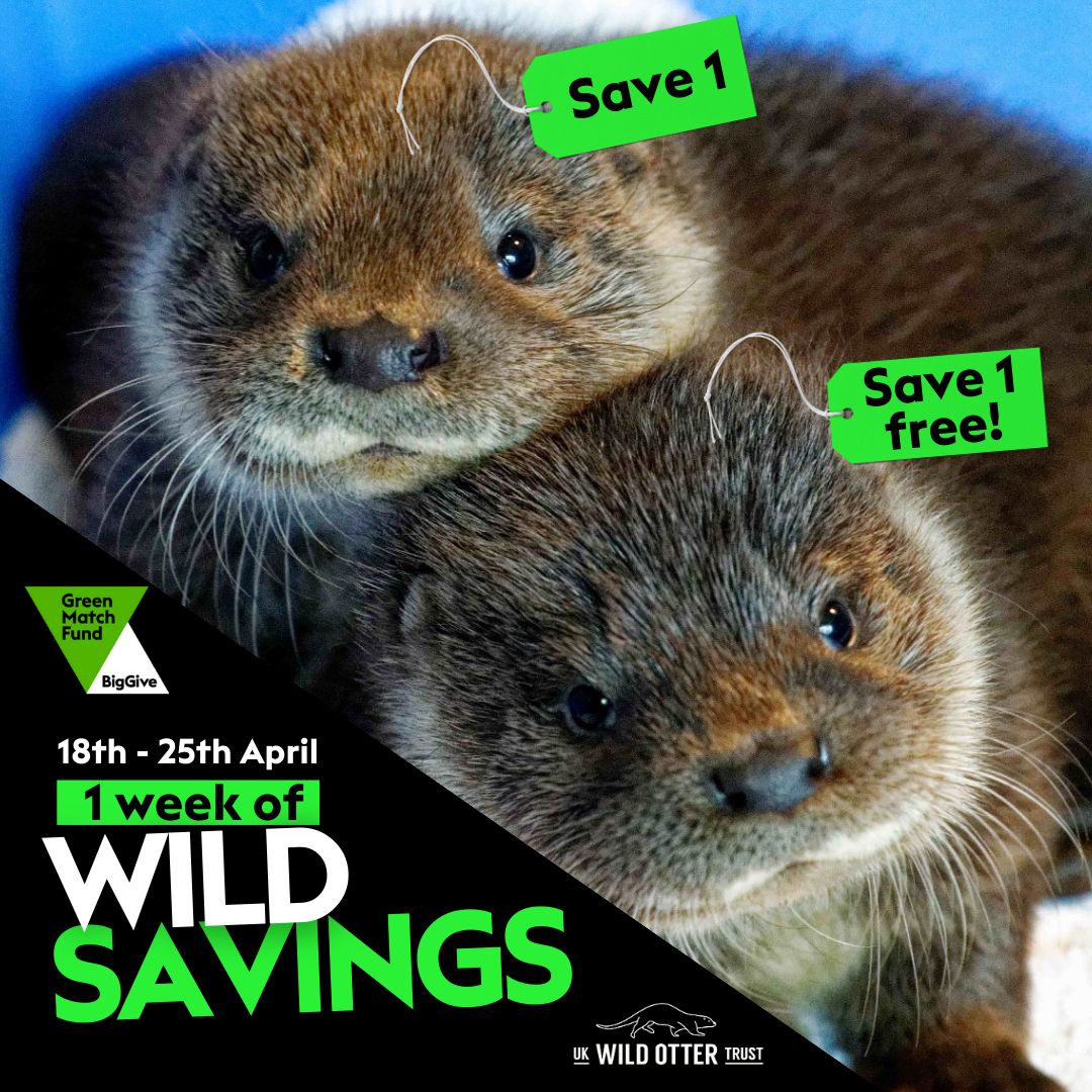 One week of wild savings! 18th - 25th April!

Have your donation DOUBLED at donate.biggive.org/campaign/a0569… 

By donating to our big give fundraiser you'll be saving two otters for the price of one!!! 

#GreenMatchFund #2for1nature #Earthday