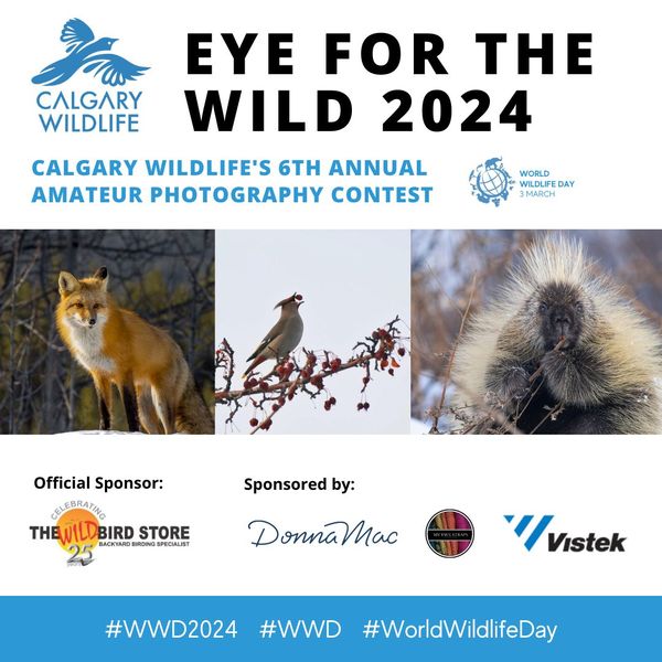 Today is the LAST DAY to enter our Eye for the Wild 2024 Photography Contest! If you have been thinking about entering, now is your last chance! The contest closes at 11:59pm tonight (Monday the 15th) calgarywildlife.org/eye-for-the-wi…
