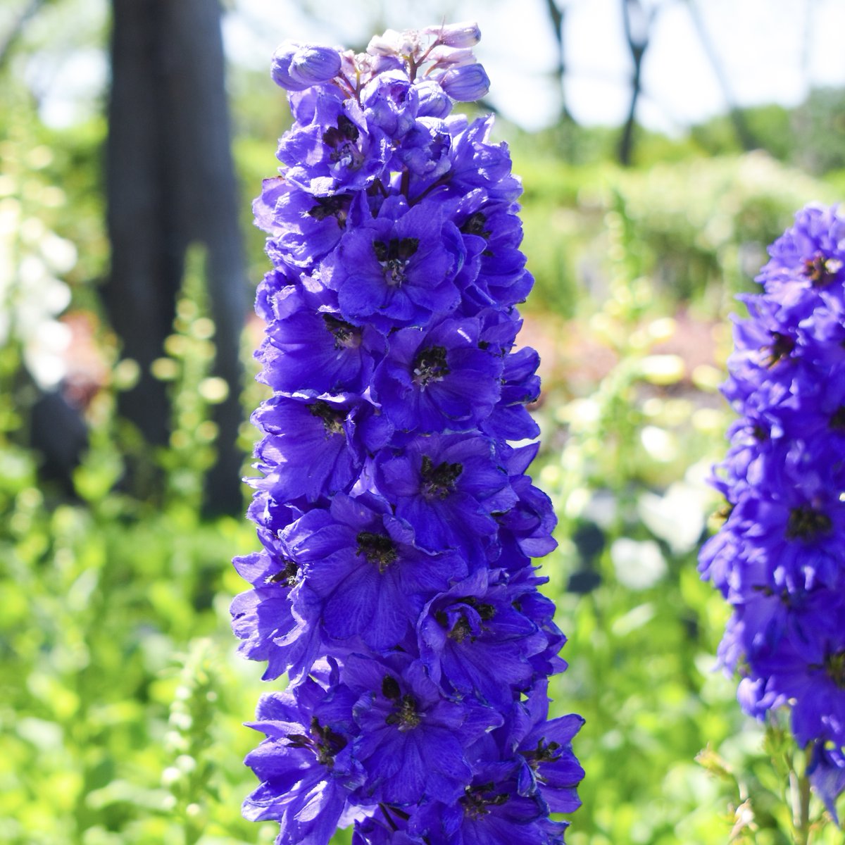 Spring is springing 🤩 How beautiful are this week's featured blooms: African Daisy, Dahlia, Rose, Delphinium 🌼 🌹