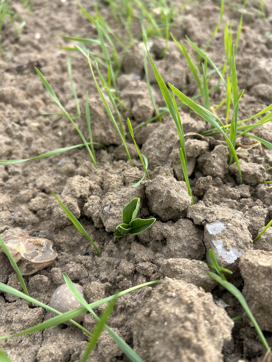 First sign of beans emerging amongst our @wildfarmed spring wheat blend. 
Just got to keep the crows away!