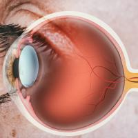 Damage to the optic nerve can cause blindness. @UConn researchers are trying to change that by studying new treatments. Read more: today.uconn.edu/2024/03/seeing… #NEIResearchNews
