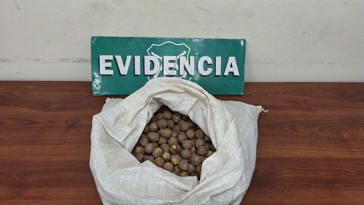 ⭕️En el sector de #Ocoa del Parque La Campana, en #Hijuelas, personal de 0.S.5 de <a href="/CarabValparaiso/">Carabineros Región de Valparaíso</a> detuvo a un hombre adulto por uso ilegal del🔥y hurto de semillas de palma chilena. 
➡️Lo anterior, en el marco de un nuevo patrullaje junto a #Guardaparques nuestra institución.
