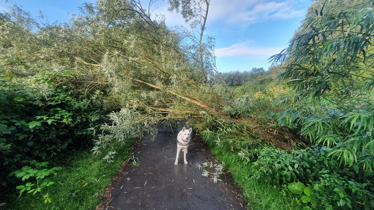 Windy days in Birmingham recently! 🌬️🌳 Have you spotted any tree-related issues needing attention, such as a fallen tree? If so, please reach out to a @BhamCityCouncil Tree officer ASAP: 1⃣For urgent matters, call 0121 464 8728 or 2️⃣ Report online: birmingham.gov.uk/info/20089/par…