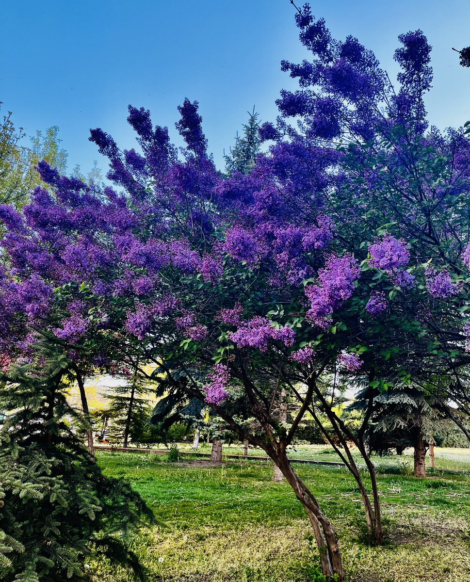 Ankara’nın en çiçekli zamanları 💜