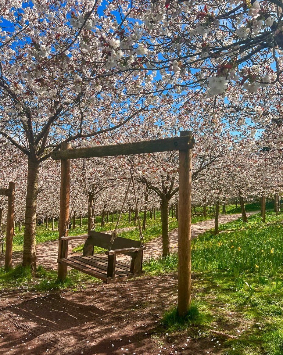 The largest Taihaku Cherry Orchard is now in full bloom at @alnwickgarden 

Repost: @alnwickgarden

#Cussins #cussinshome #alnwick #alnwickgarden #northumberland #visitnorthumberland #visitalnwick