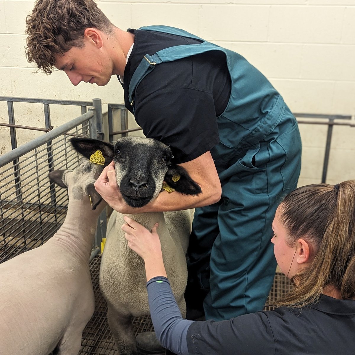 Are you dreaming of a career where you can make a significant impact on the health and well-being of production animals in rural Nebraska? The Nebraska Elite 11 Veterinarian Program is here to turn your dreams into reality! Apply➡️ianrnews.unl.edu/nebraska-elite…