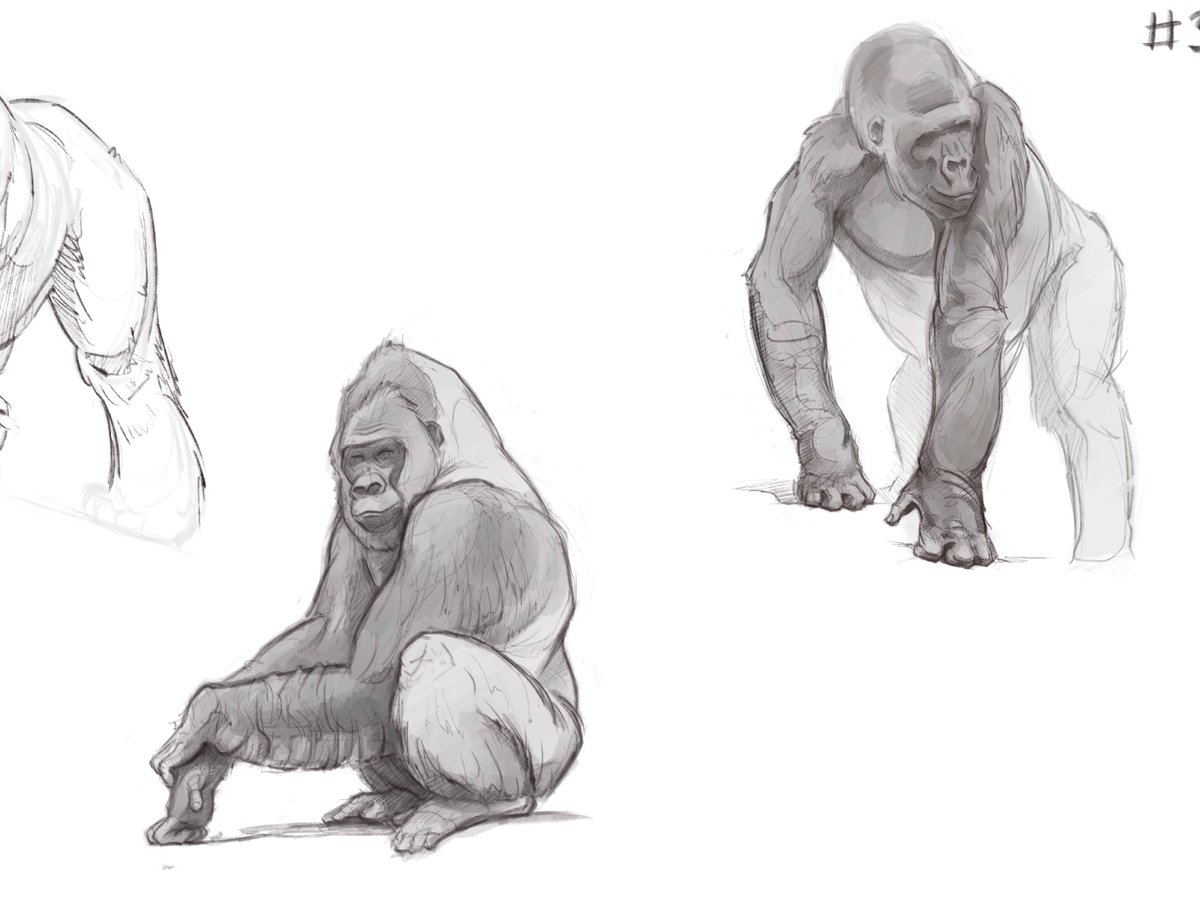 More #gorilla studies :) #apes #wildlife #animals #primates #Art