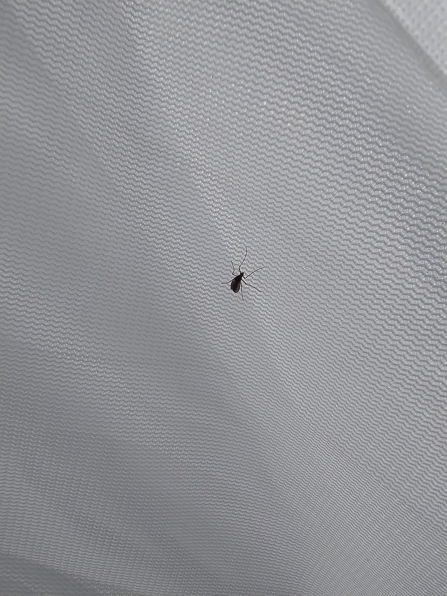 Jim Horsfall (@jim_horsfall) on Twitter photo I got the <a href="/BIOSCAN_UK/">BIOSCAN in the UK</a> Malaise trap up between showers without getting wet! Within minutes had a fly going up towards the collecting pot.
This mild winter/early spring has meant plenty of invertebrates active.
I'm looking forward to contributing some data to this project. I got the <a href="/BIOSCAN_UK/">BIOSCAN in the UK</a> Malaise trap up between showers without getting wet! Within minutes had a fly going up towards the collecting pot.
This mild winter/early spring has meant plenty of invertebrates active.
I'm looking forward to contributing some data to this project.