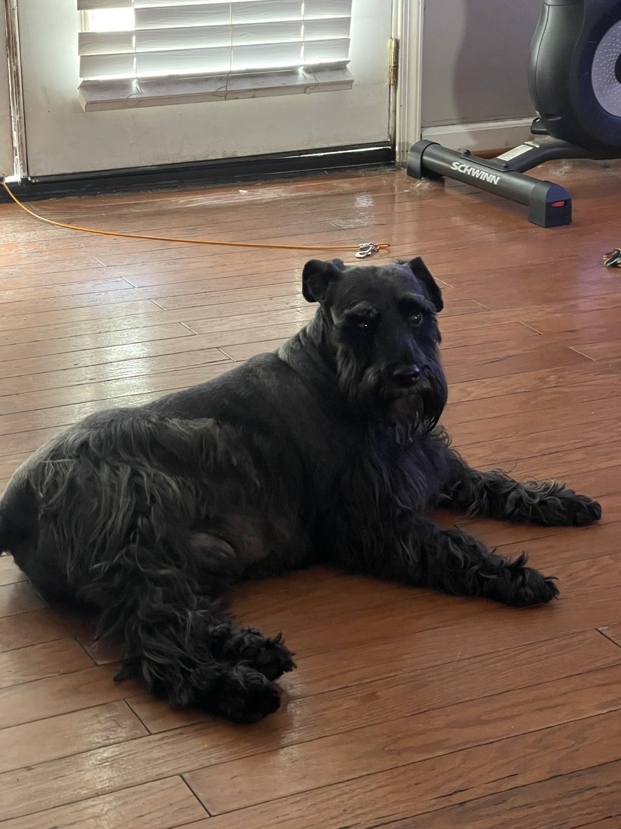 PureEnvision's tweet photo. Rest in Peace my little Hunter 🌈❤️ https://t.co/CiqUhQuAPV
