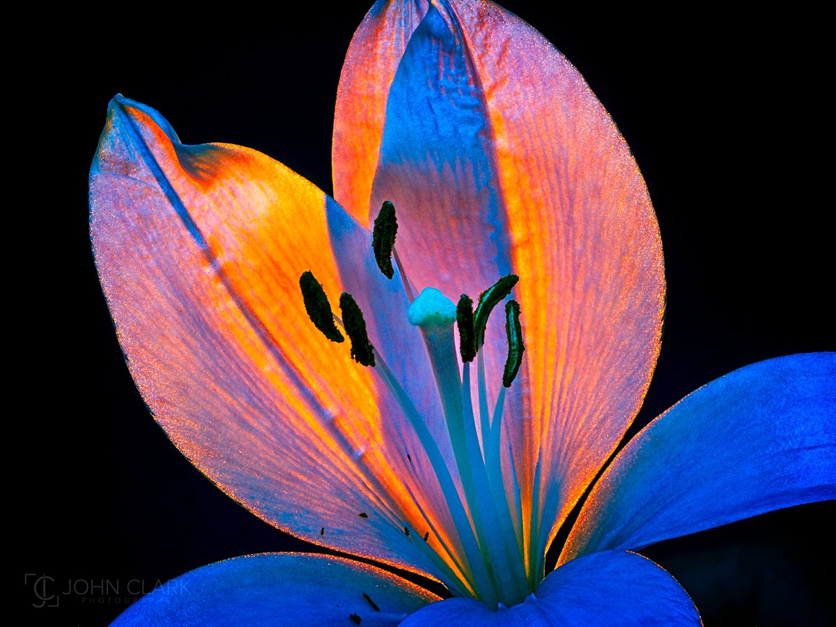 Fiery flower #macrohour #thephotohour #on1pics @ON1photo