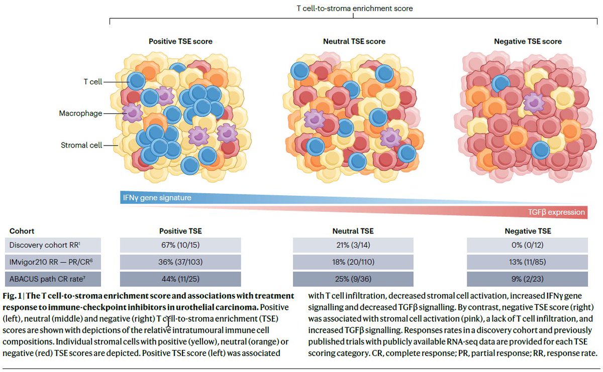 In a new article now online, David Aggen &amp; Jonathan Rosenberg discuss the intratumoural T cell-to-stroma enrichment score as a predictor of immunotherapy response in urothelial carcinoma: nature.com/articles/s4157…