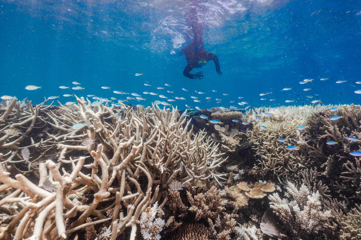 coral_org's tweet photo. BREAKING: Fourth Global Coral Bleaching Event Declared by NOAA ⚠️
Learn more and about what this means and what's next: https://t.co/86pXFtsT5F

📷: Australian Marine Conservation, WWF, Panda, CBS News, CNBC
#earthmonth #coralbleaching #forcoral https://t.co/mjP5lp0OtX