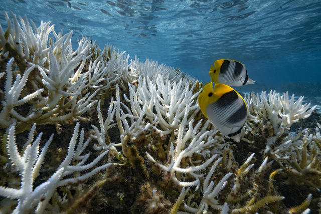 coral_org's tweet photo. BREAKING: Fourth Global Coral Bleaching Event Declared by NOAA ⚠️
Learn more and about what this means and what's next: https://t.co/86pXFtsT5F

📷: Australian Marine Conservation, WWF, Panda, CBS News, CNBC
#earthmonth #coralbleaching #forcoral https://t.co/mjP5lp0OtX