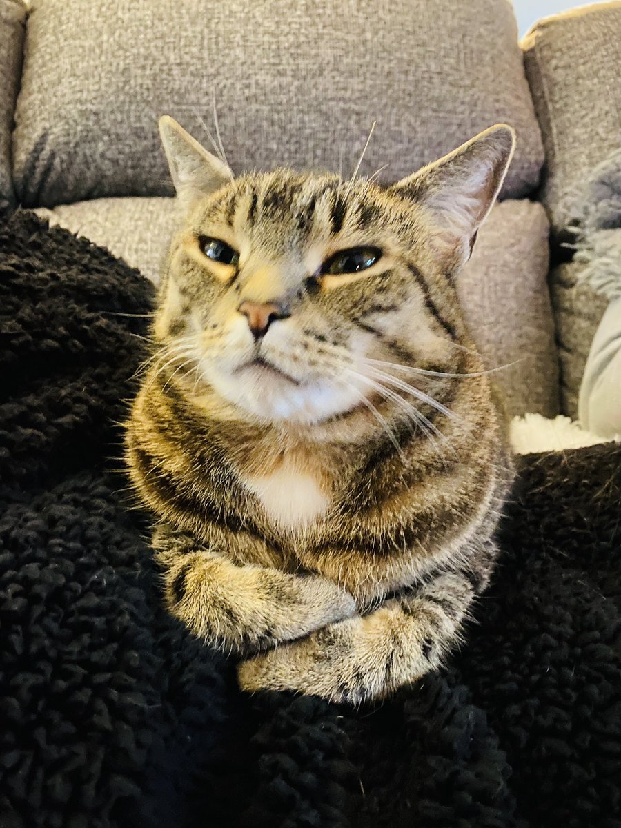 I am judging you, Monday. 

😼♥️🐾 — Remy 
#MondayMorning #KittyLoafMonday