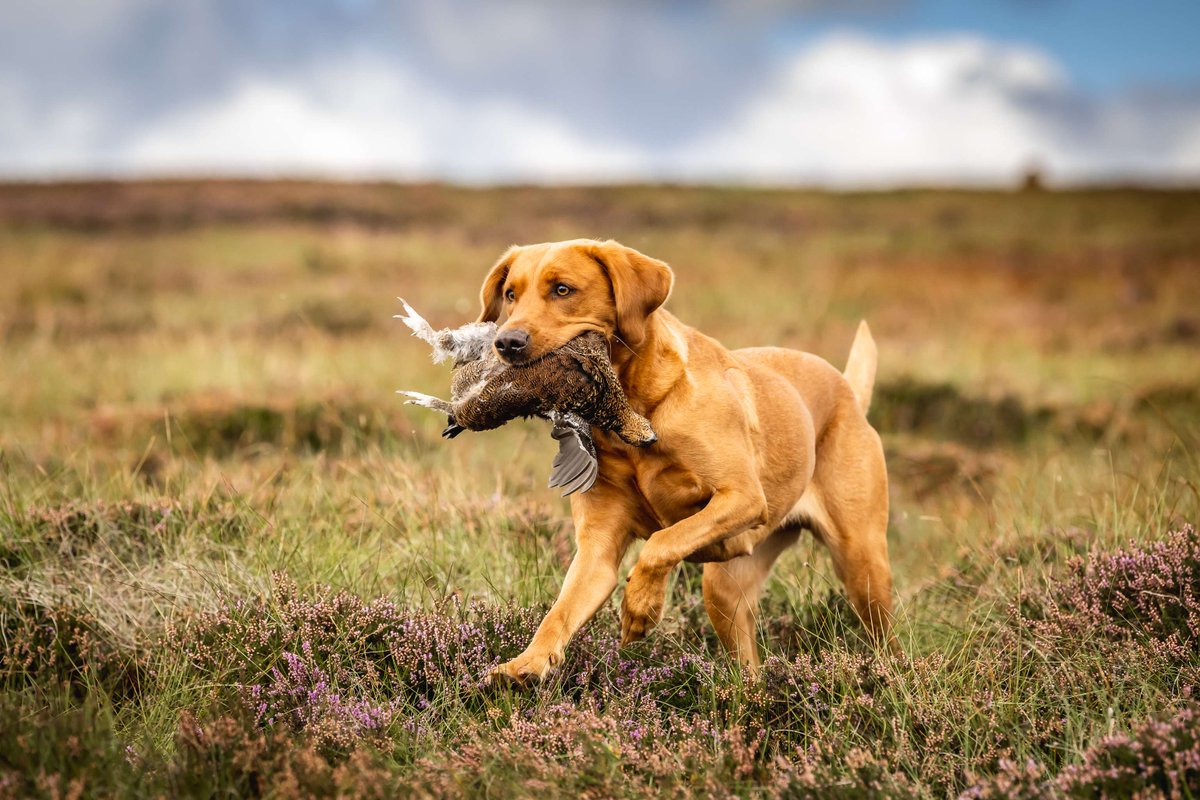 New legislation in Scotland means that estates that wish to shoot grouse will require a licence. Ross Ewing, Director of Moorland at Scottish Land and Estates, joins Chris and George to explain what this all means for grouse shooting. Listen here - scribehound.com/shooting-talk/…