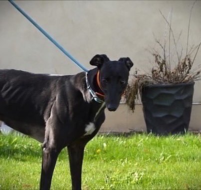 Bev is a lovely little quiet girl with a soft and affectionate nature she doesn’t ask for much other than a stroke If you would like to know more about Bev please call the kennels; 07783 367032 or email: info@retiredgreyhoundscanterbury.co.uk @centralparkdogs #TeamZay