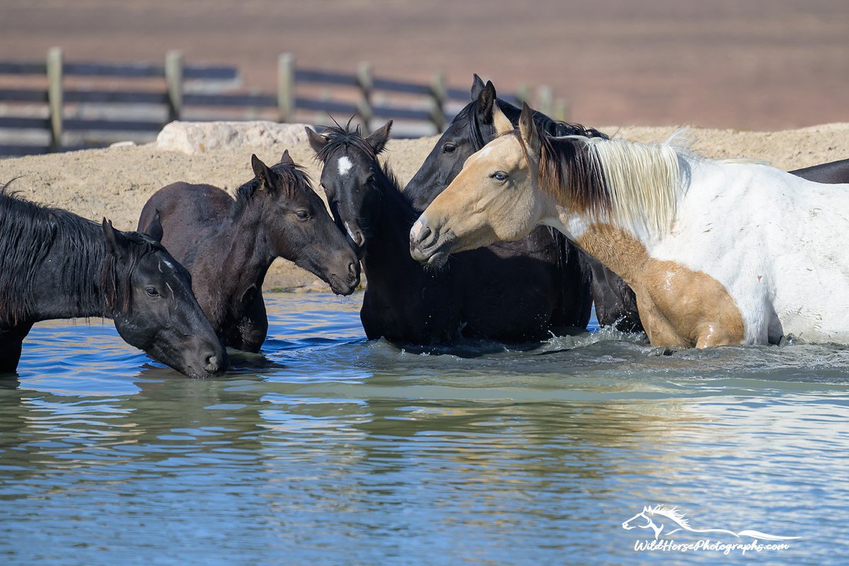 #MustangMonday Hanging at the 'water cooler'. Yadda Yadda Yadda...

Find prints: wildhorsephotographs.com/onaqui-mountai…

#GetYourWildOn #WildHorses #Horses #FallForArt #Horse #Equine #FineArt #AYearForArt #BuyIntoArt #HorseLovers #Equine #FineArtPhotography #PhotographyIsArt