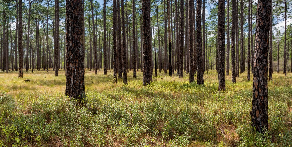 This Thursday (4/18) at noon ET: join us for a Hybrid Lunchbox Talk: Longleaf Pine Restoration Benefits: The Perspective of a Landowner and Forest Manager with environmental consultant Richard Broadwell. Attend in-person on on Zoom! reg.learningstream.com/reg/event_page… #SavingOurSavannas