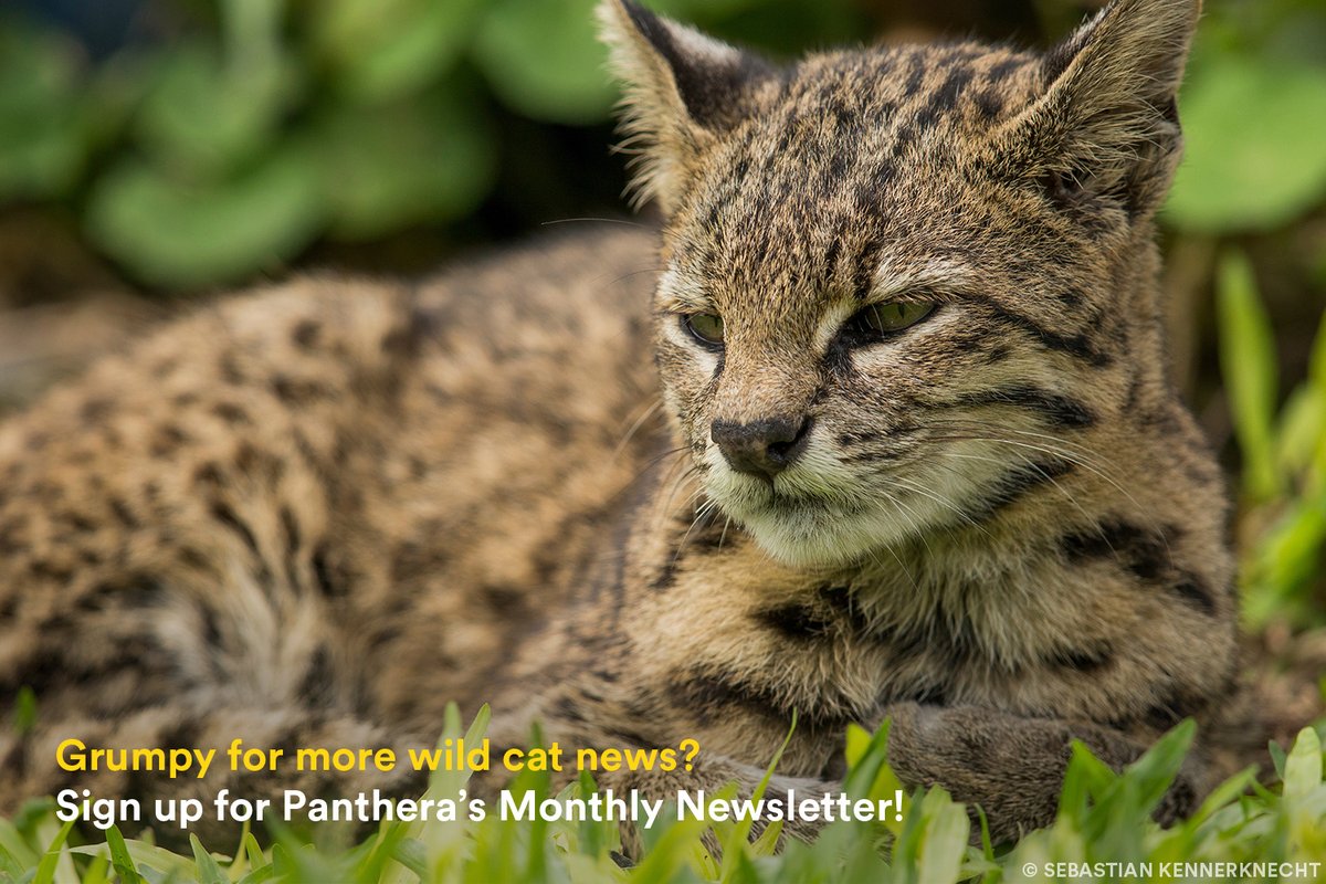 😾📰📧 No need to be grumpy like this Geoffroy's cat — Panthera's next newsletter comes out this Tuesday. Make sure to sign up for the latest news on jaguars, a special look at oncillas and info about our Global Giving Campaign, Wild At Heart. Sign up: panthera.org/signup
