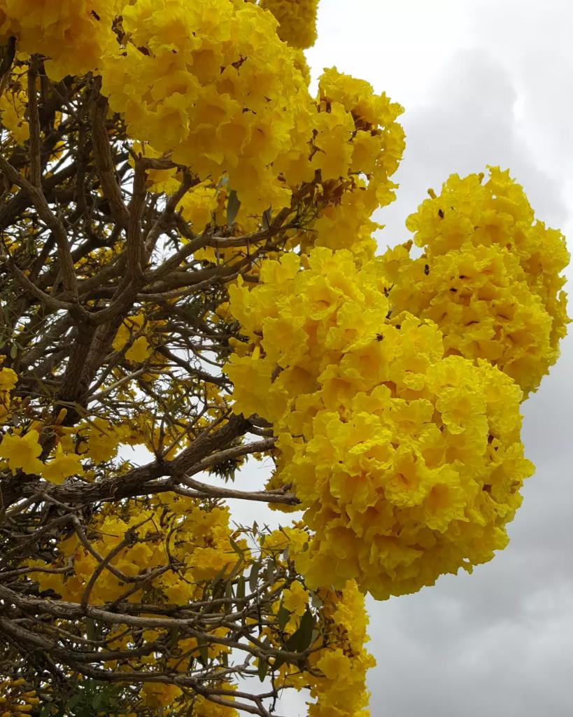 La naturaleza se viste de amarillo, y nos regala con su belleza el más cálido de los abrazos. Qué afortunados somos al poder contemplar esta nueva temporada de los hermosos robles amarillos en Santo Domingo, alegrándonos la vida. Buenos días, buena semana, mundo. ¡Sonríe! 😉