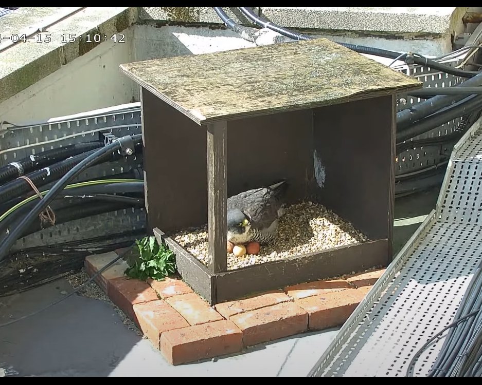 Morden Peregrines. Quite a surprise to see the falcon lay her 3rd egg at 15.06 today, about 5 days 15 hrs since the 2nd! They (and almost exclusively the falcon) are not yet consistently incubating the first 2, with quite long gaps of up to 3 hours with the eggs uncovered.