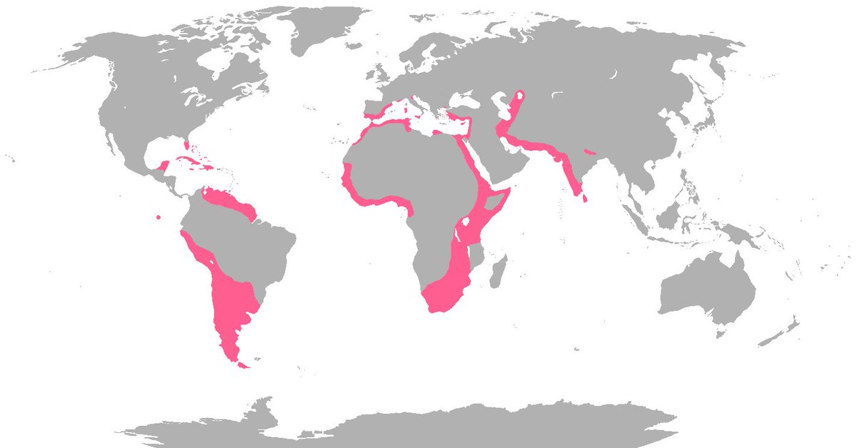 Global distribution of flamingos