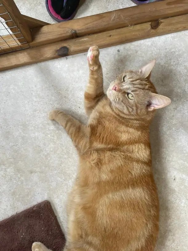 WosCatsProtect's tweet photo. This gorgeous orange boy is Jasper! He’s 6 years old and looking for a forever home where he can get lots of fuss and affection. 

Older children and adults only, and for now, no other pets. He would also love some outside space with no busy roads!

Adoption details in bio https://t.co/YhBDZXznMi