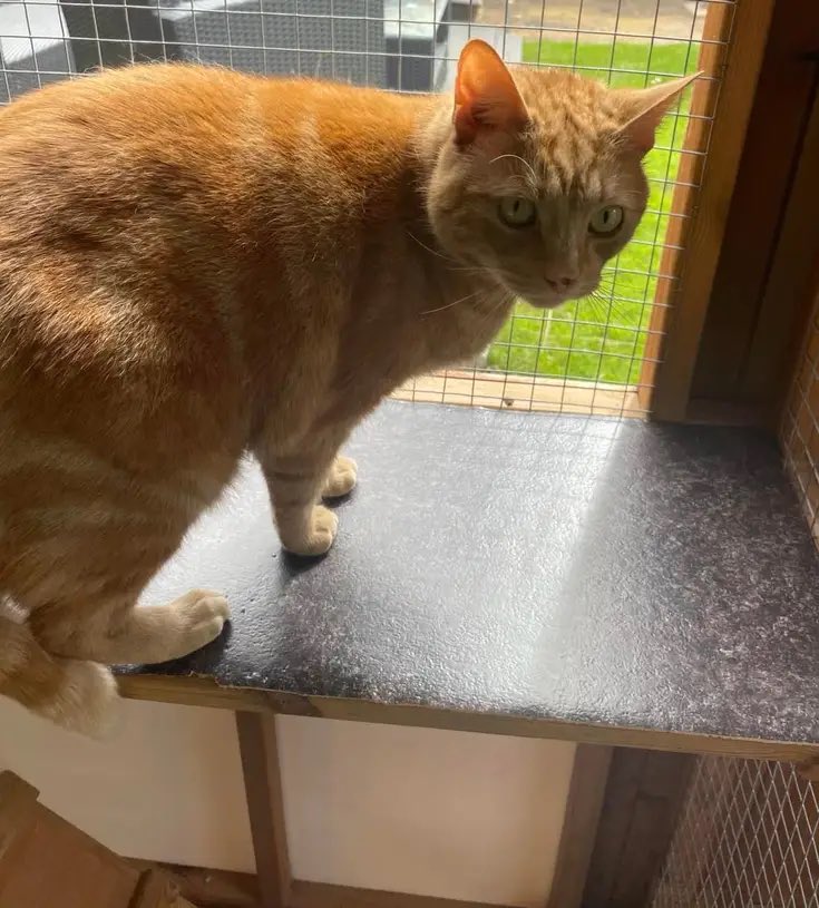This gorgeous orange boy is Jasper! He’s 6 years old and looking for a forever home where he can get lots of fuss and affection. 

Older children and adults only, and for now, no other pets. He would also love some outside space with no busy roads!

Adoption details in bio