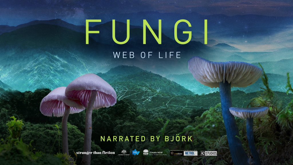Fungi: Web of Life, narrated by Björk, is coming to non-IMAX cinemas across the UK via the Demand platform. These scheduling screenings will only go ahead if a minimum number of tickets are sold. Please book & share if you are keen! uk.demand.film/fungi-web-life/