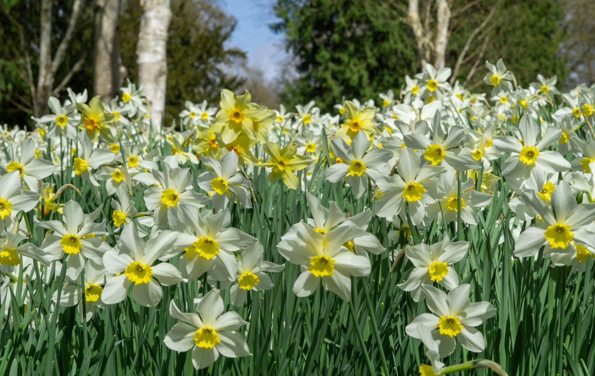 A sea of Narcissus on a beautiful day🌼 #Denmark #SonyAlpha #NaturePhotography #photooftheday #April15th #MondayVibes #MondayMood #Monday #Flowers #FlowerOfX #flowerphotography 📸Dorte Hedengran