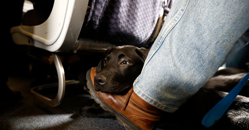 ¿Volar con perros o gatos? Estas son las políticas sobre mascotas de las aerolíneas bit.ly/Spanish-News | #ButterWord #Spanish_News #AventurasEnFamilia #ExplorandoCiudades #ExploreSpain #FotosDeViaje #Montañas #PueblosConEncanto #Turismo #ViajesEnPareja #ViajesEspaña Comen...